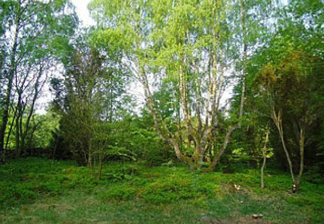 Ferienhaus in Höör - Ferienhaus in Alleinlage mitten im Wald Ferienhaus in Höör - Ferienhaus in Alleinlage mitten im Wald