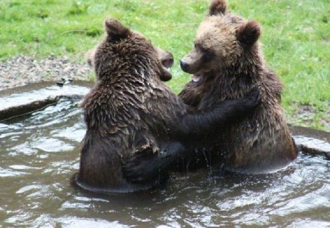 Ferienhaus in Höör - Ferienhaus in Alleinlage mitten im Wald Ferienhaus in Höör - Ferienhaus in Alleinlage mitten im Wald