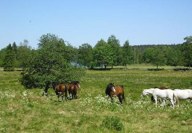 Ferienhaus in Ulricehamn - Urlaub mit Seeblick und ein liebevoll renoviertes Bauernhaus