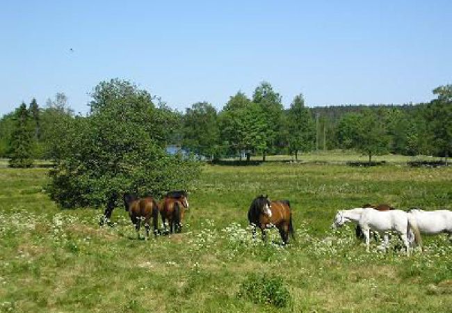 Ferienhaus in Ulricehamn - Gemütliches Ferienhaus am See zwischen Ulricehamn und Jönköping Ferienhaus in Ulricehamn - Gemütliches Ferienhaus am See zwischen Ulricehamn und Jönköping