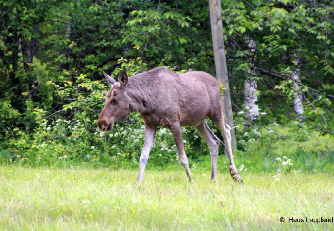 Ferienhaus in Abborrträsk - Komfortables Ferienhaus direkt am See, Angeln, Jagd, Schneemobile fahren direkt ab Haus Ferienhaus in Abborrträsk - Komfortables Ferienhaus direkt am See, Angeln, Jagd, Schneemobile fahren direkt ab Haus