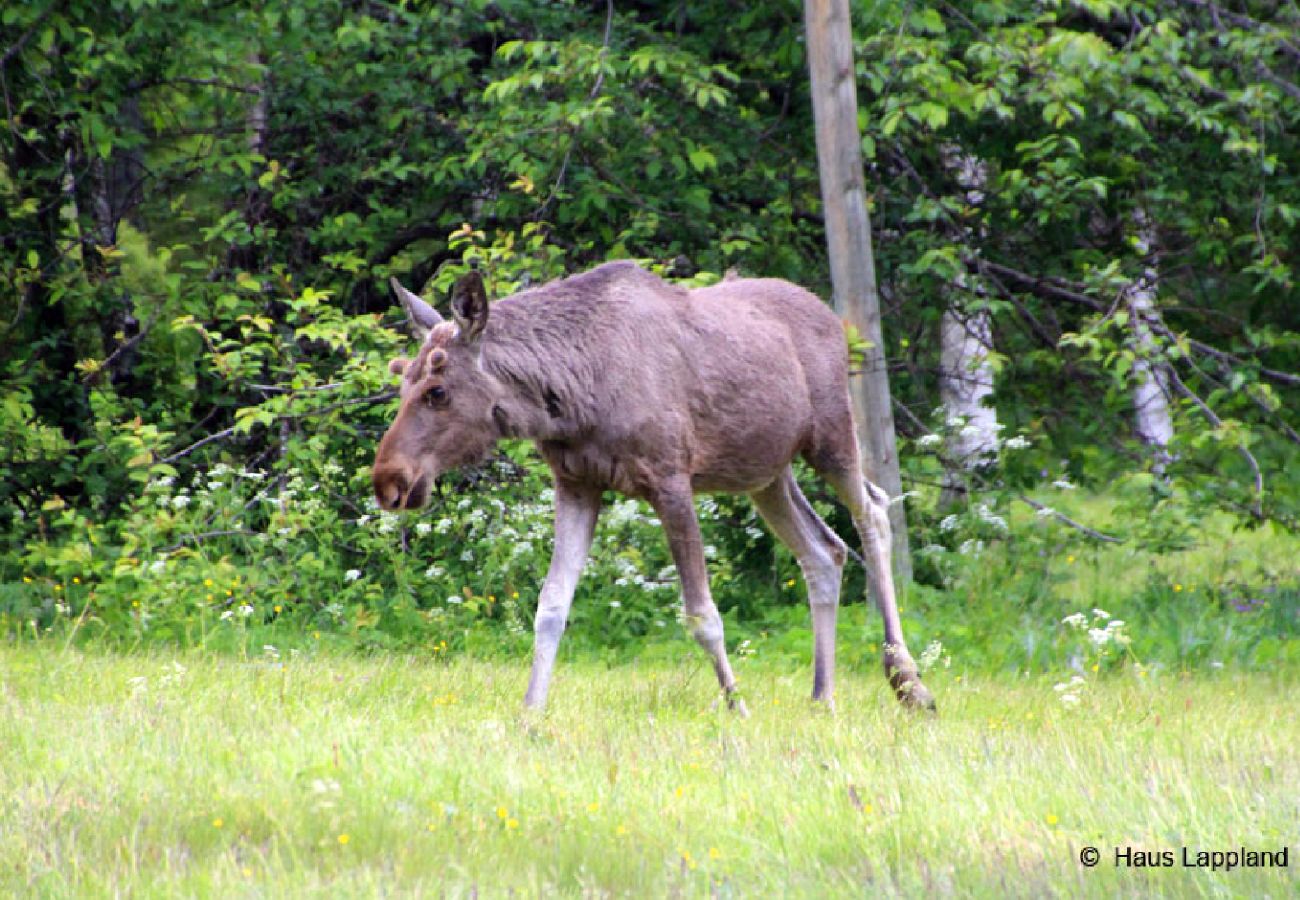 Ferienhaus in Abborrträsk - Komfortables Ferienhaus direkt am See, Angeln, Jagd, Schneemobile fahren direkt ab Haus