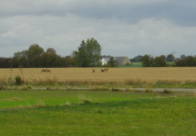 Ferienwohnung in Löderup - Urlaub auf Österlen zwischen Ystad und Simrishamn Ferienwohnung in Löderup - Urlaub auf Österlen zwischen Ystad und Simrishamn