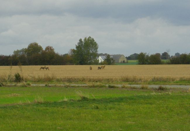 Ferienwohnung in Löderup - Urlaub auf Österlen zwischen Ystad und Simrishamn