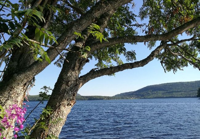 Ferienhaus in Trehörningsjö - Natururlaub direkt am See im Ångermanland