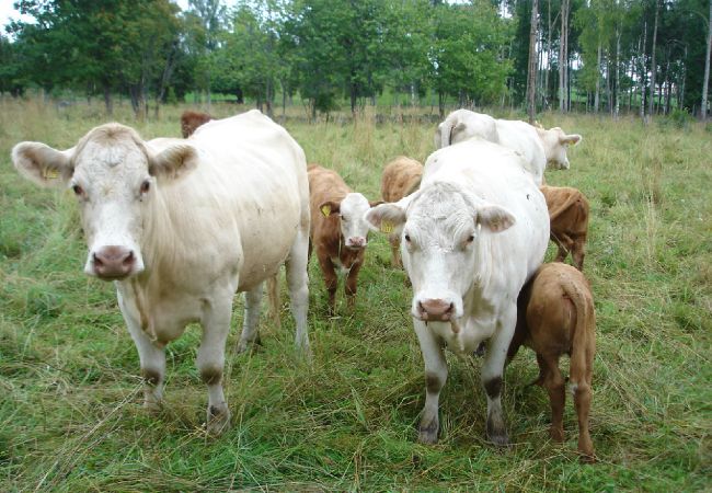 Ferienhaus in Hultsfred - Småland Urlaub unweit von Astrid Lindgrens Welt Ferienhaus in Hultsfred - Småland Urlaub unweit von Astrid Lindgrens Welt