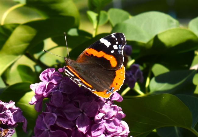 Ferienhaus in Vena - Gemütliches Ferienhaus unweit von Astrid Lindgrens Welt Ferienhaus in Vena - Gemütliches Ferienhaus unweit von Astrid Lindgrens Welt