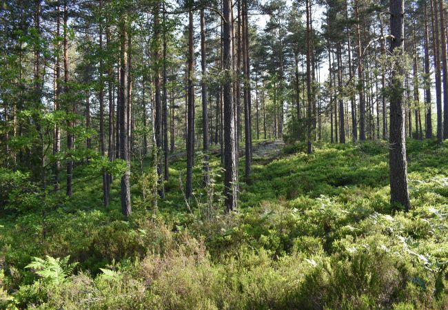 Ferienhaus in Vena - Gemütliches Ferienhaus unweit von Astrid Lindgrens Welt Ferienhaus in Vena - Gemütliches Ferienhaus unweit von Astrid Lindgrens Welt