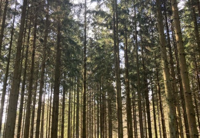 Ferienhaus in Röke - Urlaub an einem Waldsee in Skåne mit Boot Ferienhaus in Röke - Urlaub an einem Waldsee in Skåne mit Boot