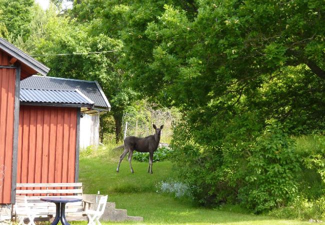 Ferienhaus in Stillingsön - Charmante Ferienhaus auf Orust an der Westküste von Schweden