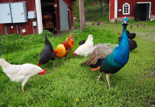 Ferienhaus in Valdemarsvik - Modernes Ferienhaus mit Boot und Wlan auf dem Lande Ferienhaus in Valdemarsvik - Modernes Ferienhaus mit Boot und Wlan auf dem Lande