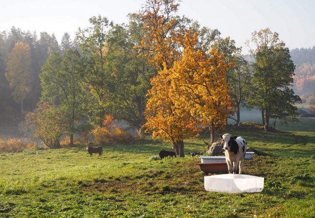 Ferienhaus in Valdemarsvik - Modernes Ferienhaus mit Boot und Wlan auf dem Lande