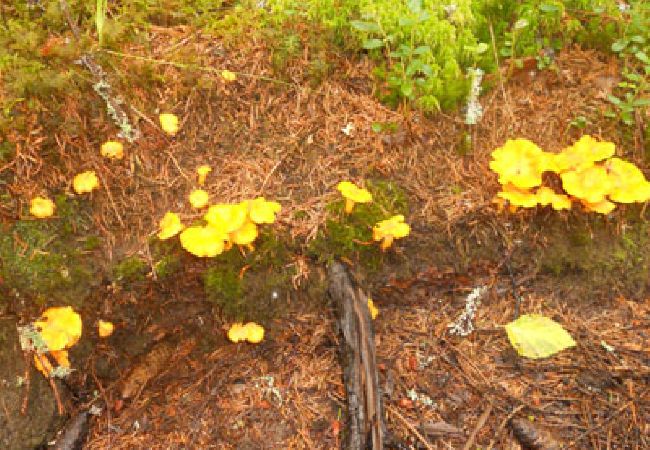 Ferienhaus in Kristinehamn - Urlaub zwischen Wald und Weiden - 500 Meter vom Vänernsee entfernt