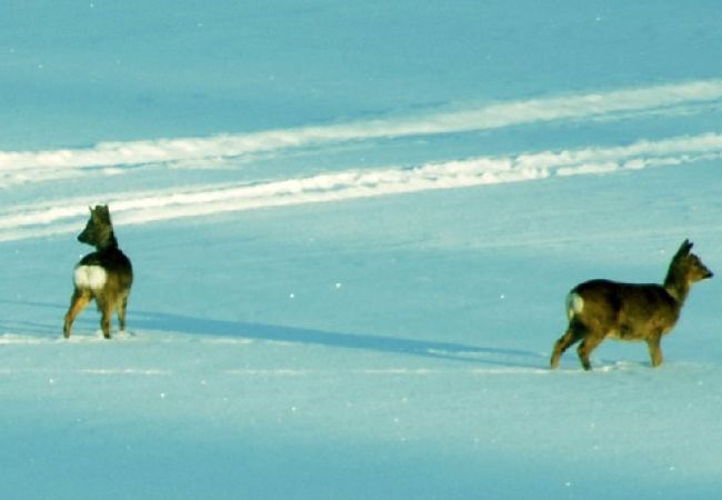 Ferienhaus in Söderbärke - Sjöstuga Barken Ferienhaus in Söderbärke - Sjöstuga Barken