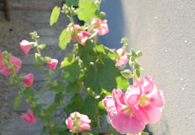 Ferienhaus in Veberöd - Stuga Veberöd  Ferienhaus in Veberöd - Stuga Veberöd