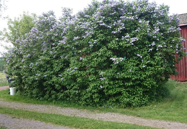 Ferienhaus in Lönneberga - Ferienhaus wie in der Welt von Astrid Lindgren Ferienhaus in Lönneberga - Ferienhaus wie in der Welt von Astrid Lindgren