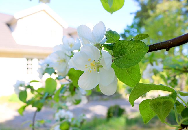 Ferienhaus in Svartsjö - Natur- und City Urlaub bei Stockholm auf dem Lande  Ferienhaus in Svartsjö - Natur- und City Urlaub bei Stockholm auf dem Lande
