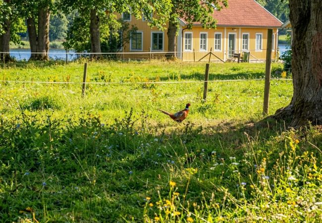 Ferienhaus in Norsholm - Urlaub am See Roxen, Motala Ström und Göta Kanal