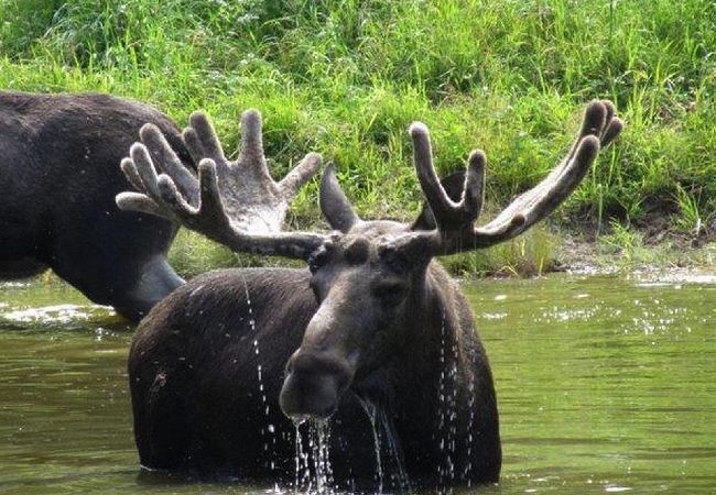 Ferienhaus in Rosenfors - Ruhig gelegen direkt am Wald und 300 vom Wasser Ferienhaus in Rosenfors - Ruhig gelegen direkt am Wald und 300 vom Wasser