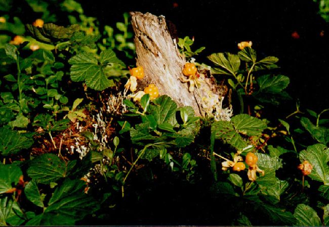 Ferienhaus in Mora - Traum-Ferienhaus am See in Dalarna mit Sauna Ferienhaus in Mora - Traum-Ferienhaus am See in Dalarna mit Sauna