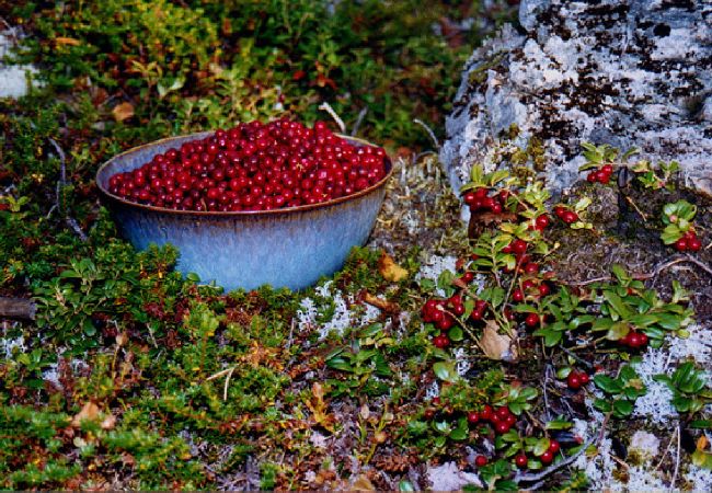 Ferienhaus in Mora - Traum-Ferienhaus am See in Dalarna mit Sauna Ferienhaus in Mora - Traum-Ferienhaus am See in Dalarna mit Sauna