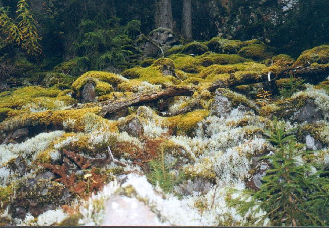 Ferienhaus in Mora - Traum-Ferienhaus am See in Dalarna mit Sauna Ferienhaus in Mora - Traum-Ferienhaus am See in Dalarna mit Sauna