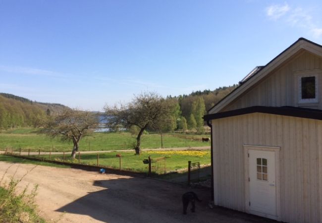 Ferienhaus in Veddige - Grosses Ferienhaus am Waldrand und unweit vom See  Ferienhaus in Veddige - Grosses Ferienhaus am Waldrand und unweit vom See
