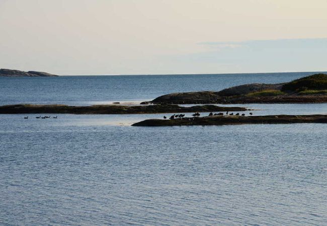 Ferienhaus in Åsa - Großes Ferienhaus 400 Meter vom Meer