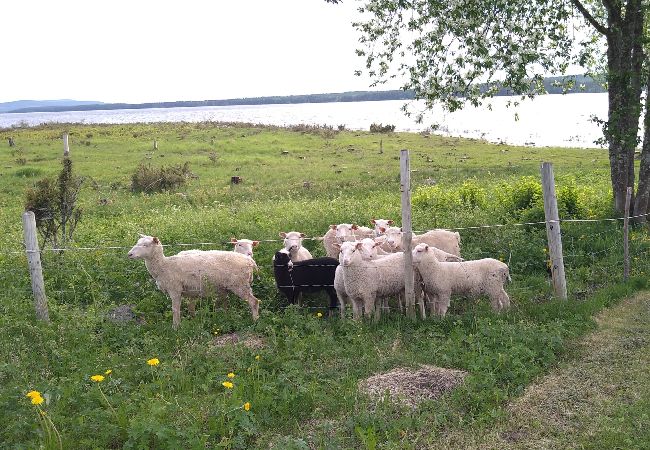 Ferienhaus in Överkalix - gemütliches Ferienhaus am See bei Överkalix Ferienhaus in Överkalix - gemütliches Ferienhaus am See bei Överkalix