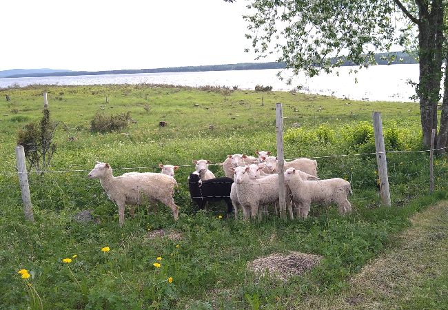 Ferienhaus in Överkalix - gemütliches Ferienhaus am See bei Överkalix