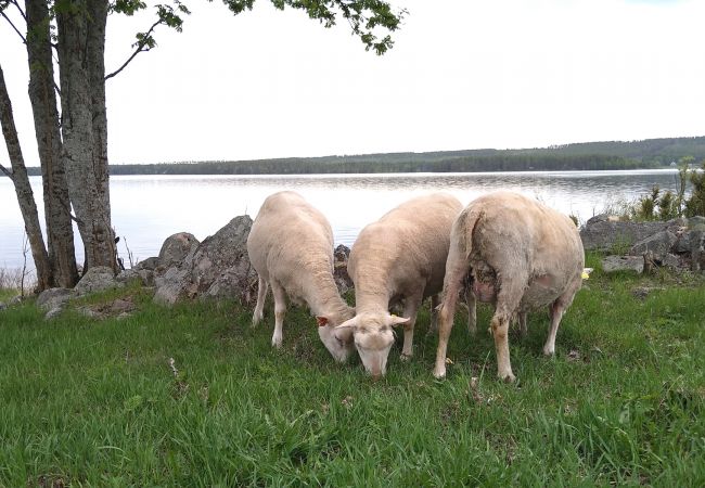 Ferienhaus in Överkalix - gemütliches Ferienhaus am See bei Överkalix Ferienhaus in Överkalix - gemütliches Ferienhaus am See bei Överkalix