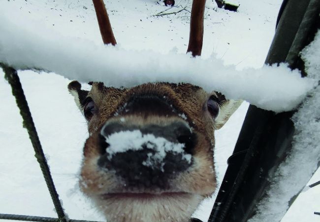 Ferienhaus in Tyringe - Rollerbü viltpark Ferienhaus in Tyringe - Rollerbü viltpark