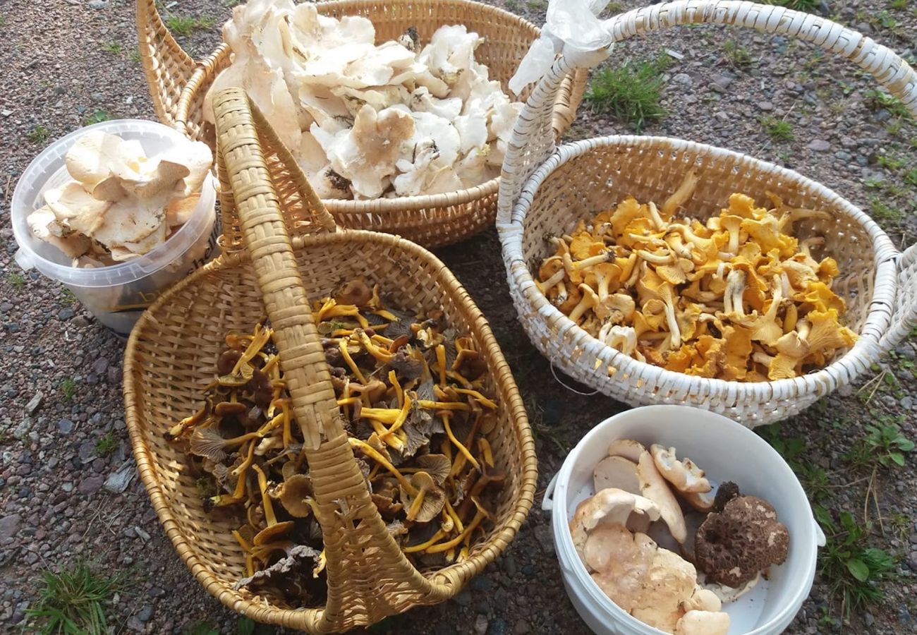Ferienhaus in Pauliström - Ferienhaus naturnahe im småländischen Hochland