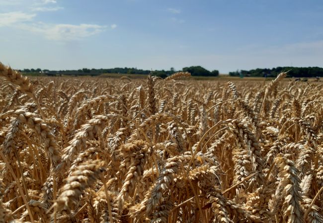 Ferienhaus in Kattarp - Grosses und schönes Ferienhaus auf dem Lande bei Helsingborg Ferienhaus in Kattarp - Grosses und schönes Ferienhaus auf dem Lande bei Helsingborg