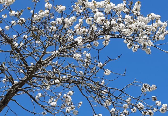 Ferienhaus in Kattarp - Grosses und schönes Ferienhaus auf dem Lande bei Helsingborg Ferienhaus in Kattarp - Grosses und schönes Ferienhaus auf dem Lande bei Helsingborg