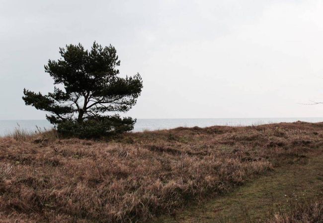 Ferienhaus in Smygehamn - Wundervoller Urlaub im eigenen Haus im Ferienresort am Strand Ferienhaus in Smygehamn - Wundervoller Urlaub im eigenen Haus im Ferienresort am Strand