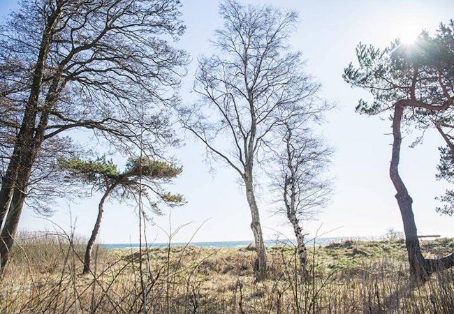 Ferienhaus in Smygehamn - Wundervoller Urlaub im eigenen Haus im Ferienresort am Strand Ferienhaus in Smygehamn - Wundervoller Urlaub im eigenen Haus im Ferienresort am Strand