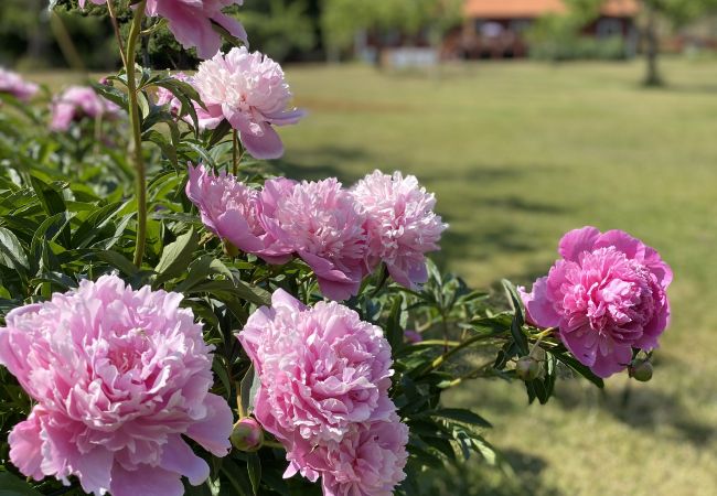 Ferienhaus in Tystberga - Urlaub auf einem Herrensitz in Sörmland an der Küste und den Schären Ferienhaus in Tystberga - Urlaub auf einem Herrensitz in Sörmland an der Küste und den Schären