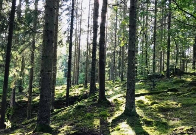Ferienhaus in Tingsryd - Malerisches Ferienhaus in den Småländischen Wäldern unweit vom See Ferienhaus in Tingsryd - Malerisches Ferienhaus in den Småländischen Wäldern unweit vom See