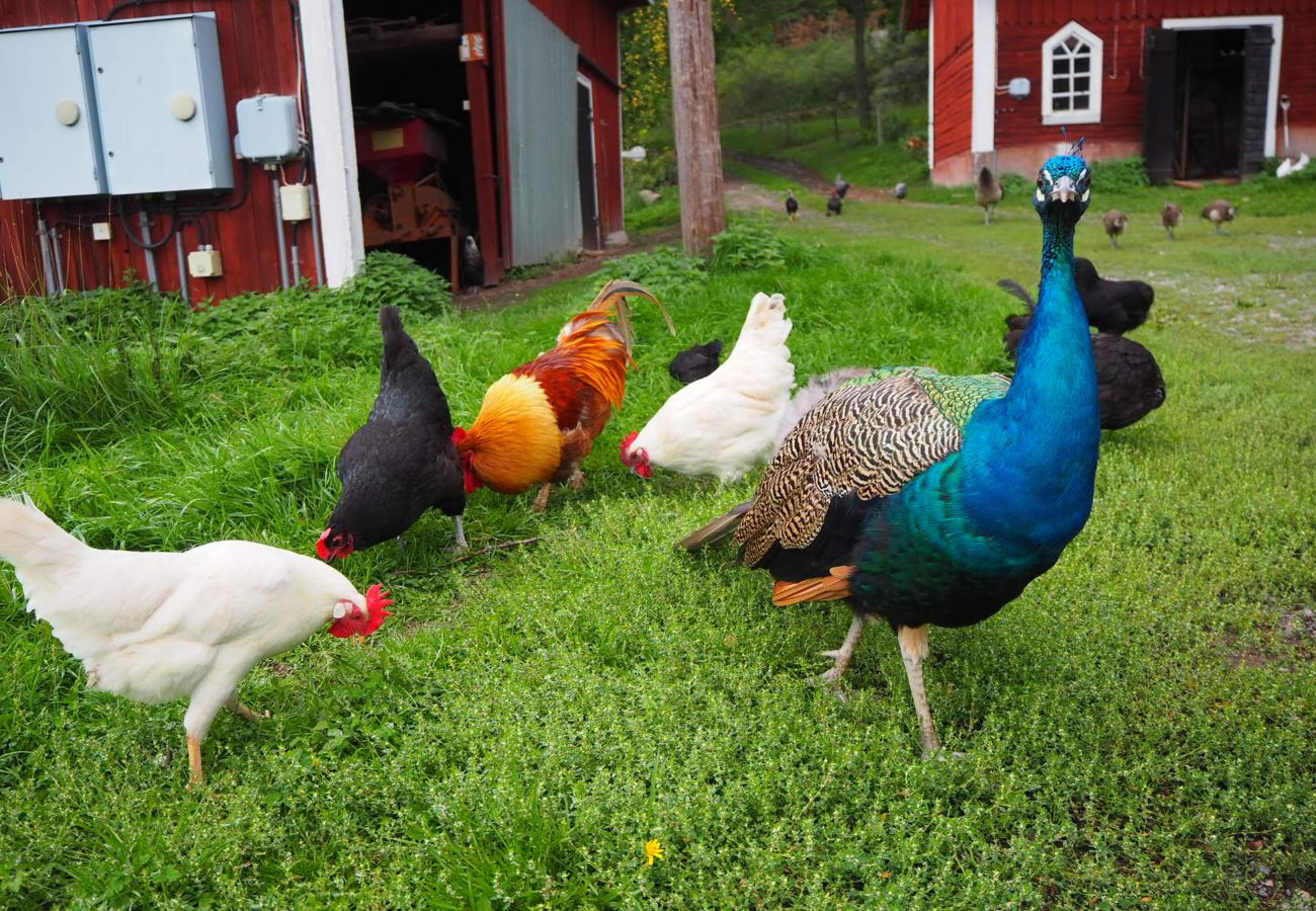 House in Valdemarsvik - Farm holidays 10 minutes from the Baltic Sea coast