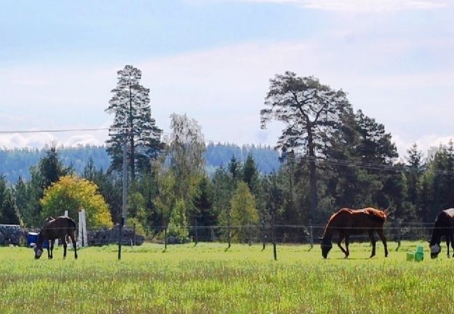 House in Ydre - Landside cottage with horse riding offer! House in Ydre - Landside cottage with horse riding offer!