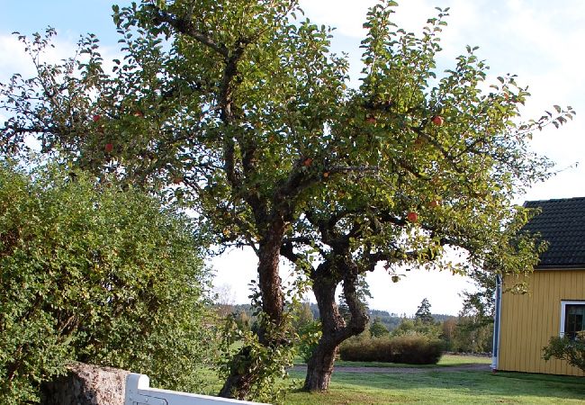 House in Ydre - Landside cottage with horse riding offer! House in Ydre - Landside cottage with horse riding offer!