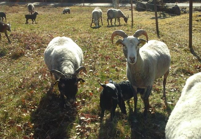 House in Ambjörnarp - Holidays not far from the lake with the possibility of fishing and boat House in Ambjörnarp - Holidays not far from the lake with the possibility of fishing and boat