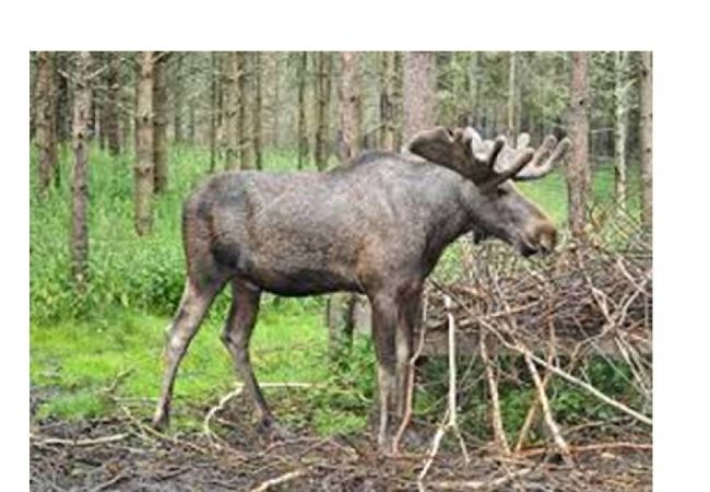 House in Lönneberga - Holiday home like in the world of Astrid Lindgren House in Lönneberga - Holiday home like in the world of Astrid Lindgren