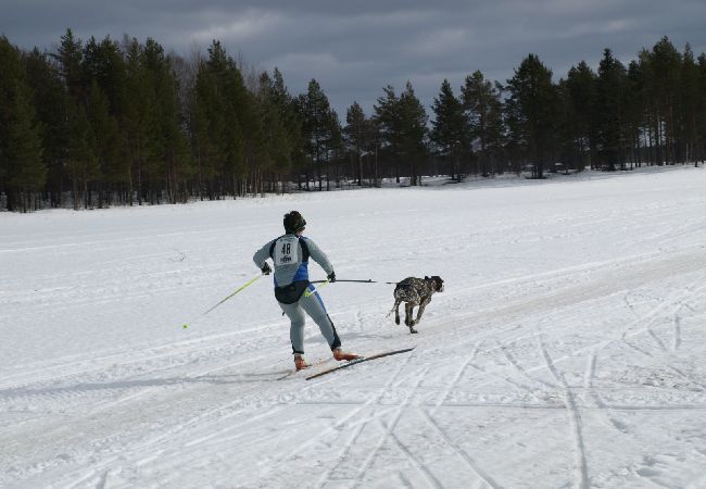 House in Gargnäs - Holiday home at one of the best salmon fishing rivers of Sweden