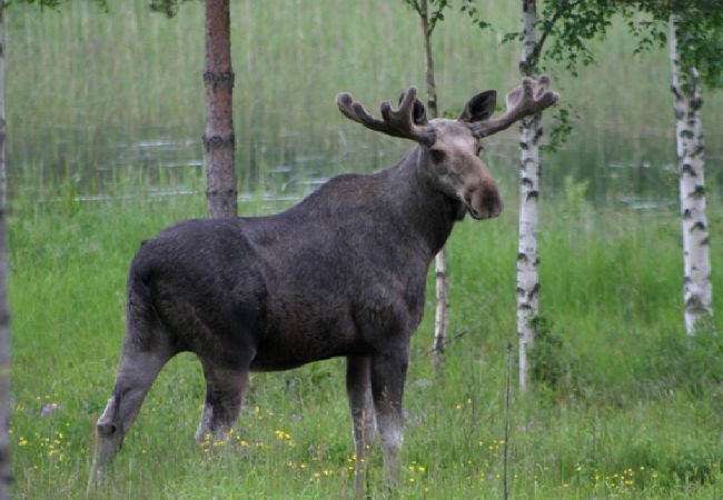 House in Mora - Attractive timber lodge near lake beach  House in Mora - Attractive timber lodge near lake beach