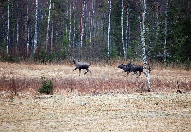 House in Norrhult - This picture-perfect holiday home located in the heart of Småland House in Norrhult - This picture-perfect holiday home located in the heart of Småland