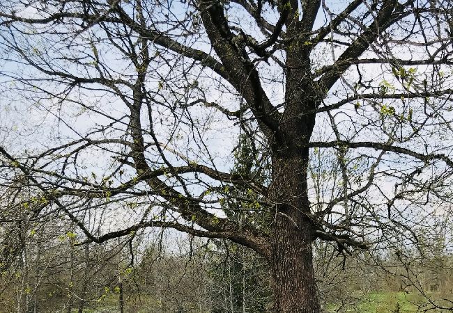 House in Fagerhult - Little red cottage in lovely Småland House in Fagerhult - Little red cottage in lovely Småland