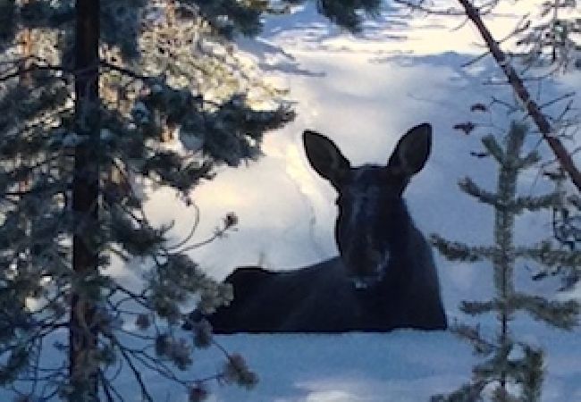 House in Idre - Timber cottage with hot tube, sauna, boat, canoe House in Idre - Timber cottage with hot tube, sauna, boat, canoe