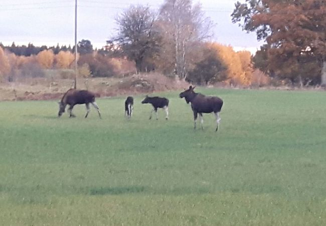 House in Broby - On the banks of the Helgeån river House in Broby - On the banks of the Helgeån river